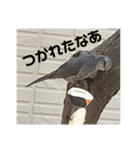 ヒヨドリの楽園（個別スタンプ：16）