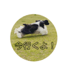 アメコカのんちゃんの日常（個別スタンプ：6）