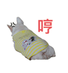 千吉とひな（個別スタンプ：29）