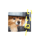 日常で使える猫と犬のスタンプ（個別スタンプ：1）