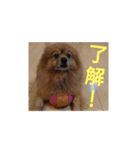 日常で使える猫と犬のスタンプ（個別スタンプ：2）