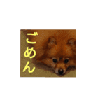 日常で使える猫と犬のスタンプ（個別スタンプ：3）