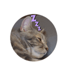 日常で使える猫と犬のスタンプ（個別スタンプ：4）
