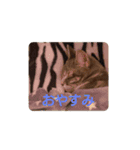 日常で使える猫と犬のスタンプ（個別スタンプ：6）