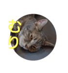 日常で使える猫と犬のスタンプ（個別スタンプ：7）