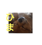 日常で使える猫と犬のスタンプ（個別スタンプ：8）