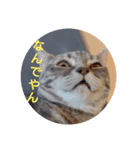 日常で使える猫と犬のスタンプ（個別スタンプ：9）