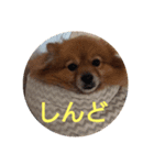 日常で使える猫と犬のスタンプ（個別スタンプ：10）