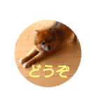 日常で使える猫と犬のスタンプ（個別スタンプ：11）