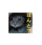 日常で使える猫と犬のスタンプ（個別スタンプ：12）