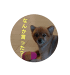 日常で使える猫と犬のスタンプ（個別スタンプ：13）