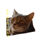 日常で使える猫と犬のスタンプ（個別スタンプ：15）