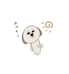 シーズー犬 ハッピー（個別スタンプ：1）