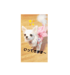 激カワだりちゃん（個別スタンプ：3）