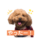 まいぺーすといぷー（個別スタンプ：3）