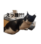 レオの記録（個別スタンプ：4）
