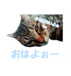 日常で使える！のあくんすたんぷぅ！（個別スタンプ：1）