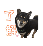 我が家の黒柴くん（柴犬）（個別スタンプ：1）