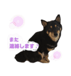 我が家の黒柴くん（柴犬）（個別スタンプ：12）