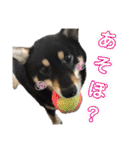 我が家の黒柴くん（柴犬）（個別スタンプ：17）