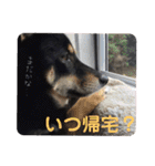 我が家の黒柴くん（柴犬）（個別スタンプ：29）