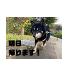 我が家の黒柴くん（柴犬）（個別スタンプ：30）