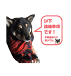 我が家の黒柴くん（柴犬）（個別スタンプ：31）