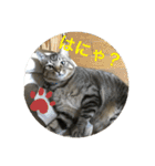 ここちゃん  すたんぷ   発売中にゃ！（個別スタンプ：1）