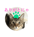 ここちゃん  すたんぷ   発売中にゃ！（個別スタンプ：3）