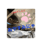 ここちゃん  すたんぷ   発売中にゃ！（個別スタンプ：10）
