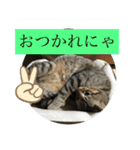 ここちゃん  すたんぷ   発売中にゃ！（個別スタンプ：11）