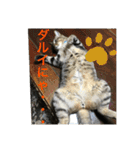 ここちゃん  すたんぷ   発売中にゃ！（個別スタンプ：15）