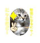 ここちゃん  すたんぷ   発売中にゃ！（個別スタンプ：19）