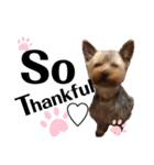 もこちんの一言英語スタンプ（個別スタンプ：2）