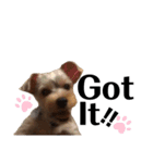 もこちんの一言英語スタンプ（個別スタンプ：6）