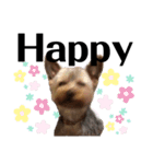 もこちんの一言英語スタンプ（個別スタンプ：14）