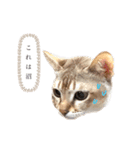 しのレグ2（個別スタンプ：13）