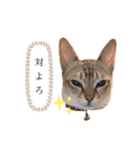 しのレグ2（個別スタンプ：17）