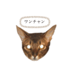 しのレグ2（個別スタンプ：21）
