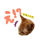 きなくんと一緒！（個別スタンプ：13）