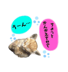 きなくんと一緒！（個別スタンプ：29）