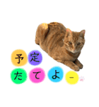 きなくんと一緒！（個別スタンプ：31）