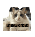 よきよきいいね（個別スタンプ：7）