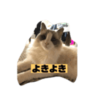 よきよきいいね（個別スタンプ：8）
