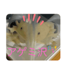 ウーパールーパーの一言II（個別スタンプ：6）