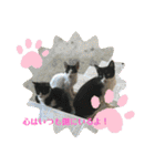 かわいい動物のあいさつスタンプJW‼️（個別スタンプ：5）