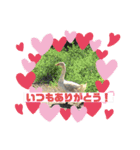 かわいい動物のあいさつスタンプJW‼️（個別スタンプ：19）
