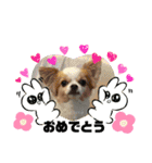 かわいい動物のあいさつスタンプJW‼️（個別スタンプ：22）