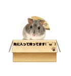 かわいい動物のあいさつスタンプJW‼️（個別スタンプ：24）