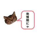 ちょこ＆さくら（個別スタンプ：5）